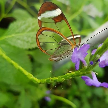The Butterflies Wood House Βίλα Reshafim Εξωτερικό φωτογραφία