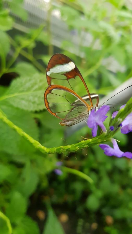 The Butterflies Wood House Βίλα Reshafim Εξωτερικό φωτογραφία